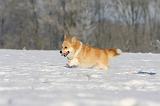 CORGI PEMBROKE 933